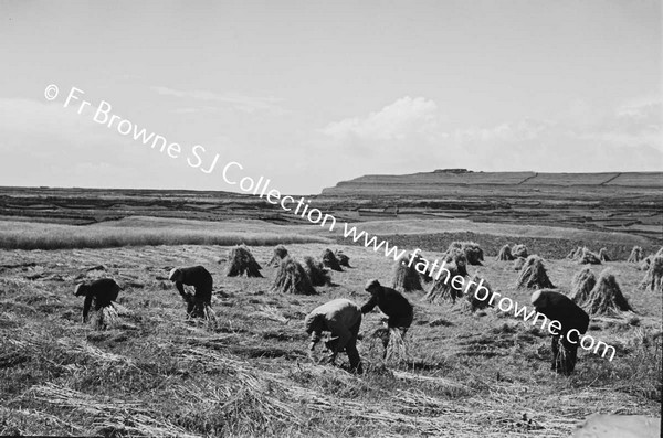 HARVEST AT KILMURVEY